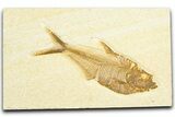 Detailed Fossil Fish (Diplomystus) - Wyoming #360736-1